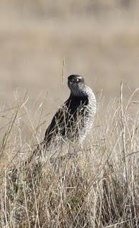 LAGUNA DE PITILLAS 2ª DIA-NAVARRA LAGUNA DE PITILLAS 2ª DIA-NAVARRA