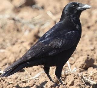 LAGUNA DE PITILLAS 2ª DIA-NAVARRA LAGUNA DE PITILLAS 2ª DIA-NAVARRA