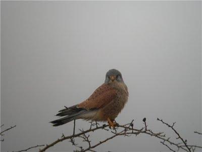 Fauna del Cabo de Tres Forcas