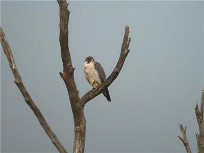 Fauna del Cabo de Tres Forcas