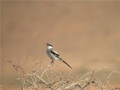 Fauna del Cabo de Tres Forcas