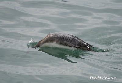 Identificación del Colimbo del Pacífico (Gavia pacifica)