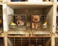 Alerta sobre la rabia en perros procedentes del Este de Europa Alerta sobre la rabia en perros procedentes del Este de Europa