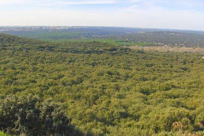 Los de Gürtel intentan talar un bosque de encinas Los de Gürtel intentan talar un bosque de encinas