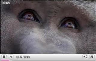 La batalla de los hamadríades La batalla de los hamadríades