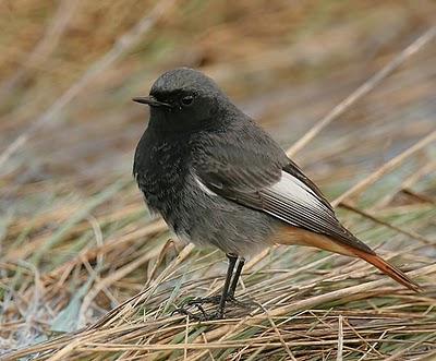 Colirrojo tizón - Phoenicurus ochruros