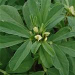 Fenogreco, fotos de plantas medicinales