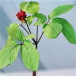 Ginseng, planta medicinal fotos Ginseng, planta medicinal fotos