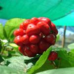 Ginseng, planta medicinal fotos Ginseng, planta medicinal fotos