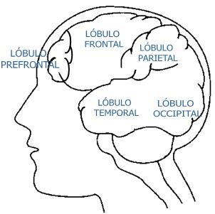 Relación entre la percepción visual y la atención