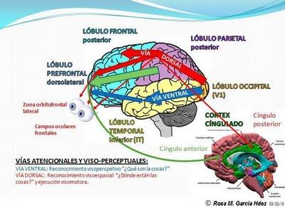 Relación entre la percepción visual y la atención