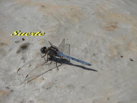orthetrum chrysostigma, Libélula orthetrum chrysostigma, Libélula