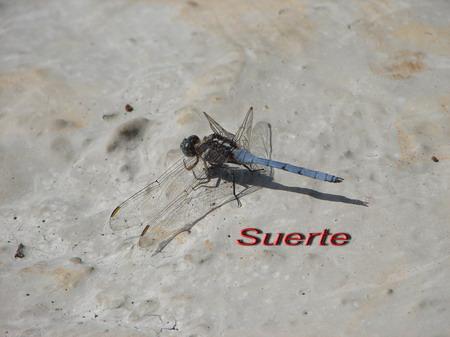 orthetrum chrysostigma, Libélula orthetrum chrysostigma, Libélula