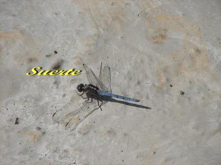 orthetrum chrysostigma, Libélula orthetrum chrysostigma, Libélula