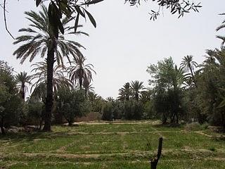 El Palmeral de Skoura