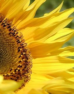 ¿Qué hacer con las ratas? ¿Qué hacer con las ratas?