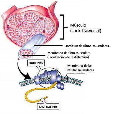 Células madre mesenquimales: Terapia potencial para distrofia muscular de Duchenne Células madre mesenquimales: Terapia potencial para distrofia muscular de Duchenne