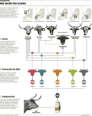 El Uro podrá ser recreado utilizando razas Europeas. El Uro podrá ser recreado utilizando razas Europeas.