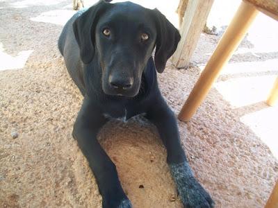REDIFUSION 28/03: Black, cachorrón en adopción (Murcia)‏