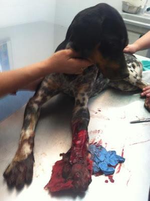 Bruno, fue atropellado y llevado a la perrera para sacrificar!! Imágenes fuertes!! - Galgos del Sur (Córdoba)