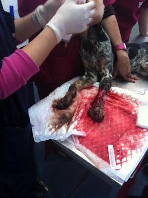 Bruno, fue atropellado y llevado a la perrera para sacrificar!! Imágenes fuertes!! - Galgos del Sur (Córdoba)