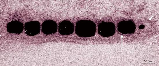 Síntesis del magnetosoma ¿Qué tienen en común una bacteria y los ferrofluidos?