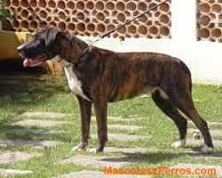 fotos Dogo Brasileros Mascotas