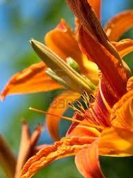 Flor de un Día Flor de un Día