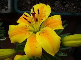 Flor de un Día Flor de un Día