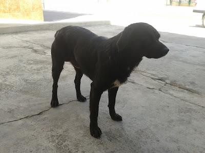 BUBA. Otro perrito abandonado. No podemos más. Es muy noble y cariñoso. GPAR BUBA. Otro perrito abandonado. No podemos más. Es muy noble y cariñoso. GPAR