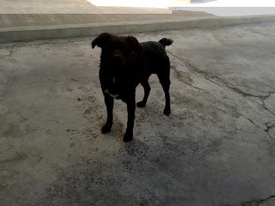 BUBA. Otro perrito abandonado. No podemos más. Es muy noble y cariñoso. GPAR BUBA. Otro perrito abandonado. No podemos más. Es muy noble y cariñoso. GPAR
