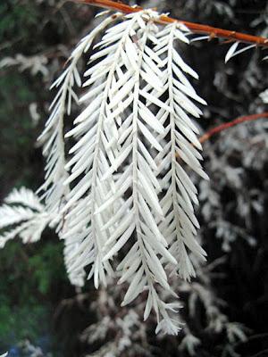 El árbol albino que se alimenta gracias a sus