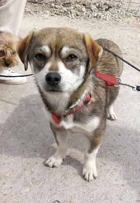 PANCHO EN ADOPCIÓN, LE TIRARON POR ENCIMA DE LA VAYA DE UNA PERRERA DE EXTREMADURA, NECESITA UN HOGAR. PANCHO EN ADOPCIÓN, LE TIRARON POR ENCIMA DE LA VAYA DE UNA PERRERA DE EXTREMADURA, NECESITA UN HOGAR.