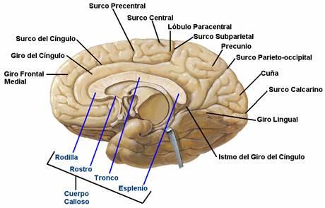 Notas sobre los hemisferios cerebrales.