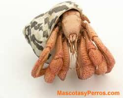 fotos Cangrejo ermitańo fotos Cangrejo ermitańo