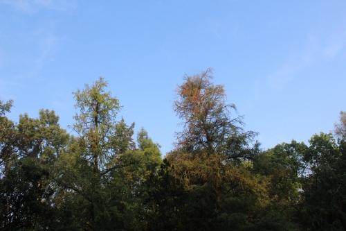 IMG_5152 Café Ruta de la Seda en Ecofest 2012