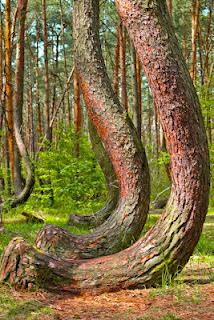 Bosque de los Árboles Torcidos, Polonia