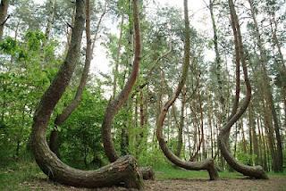 Bosque de los Árboles Torcidos, Polonia
