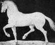 caballo - Albert Durer Imagenes de blanco y negro para todos los tipos de interiores