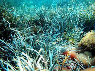 Posidonia oceanica o alga de vidrieros