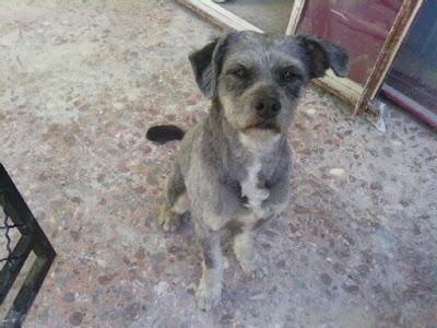 Acogida o adopción URGENTE para RUFO!! (Murcia)‏