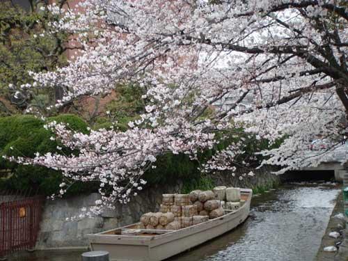 El cerezo ya floreció en Japón. La fiesta del お花見 , hanami