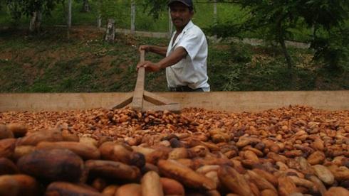 cacao