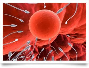 La fecundación es cuestión de atracción La fecundación es cuestión de atracción