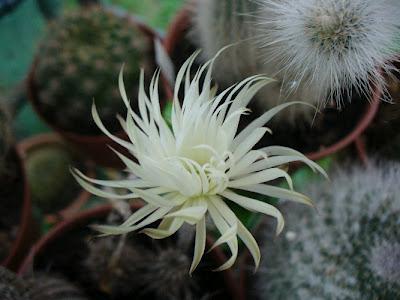Para los amantes de los cactos, conseguí este blog con una gran variedad de cactus con flores hermosos Para los amantes de los cactos, conseguí este blog con una gran variedad de cactus con flores hermosos