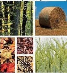 Energías Renovables, La Biomasa Forestal