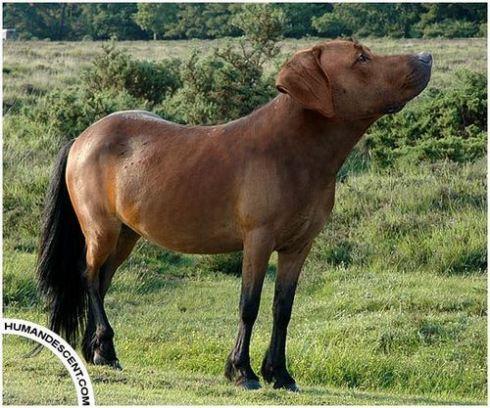 un-caballo-perro Para tener una melena de caballo…
