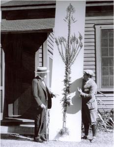 Foto 2 El lado más botánico y más desconocido de Edison