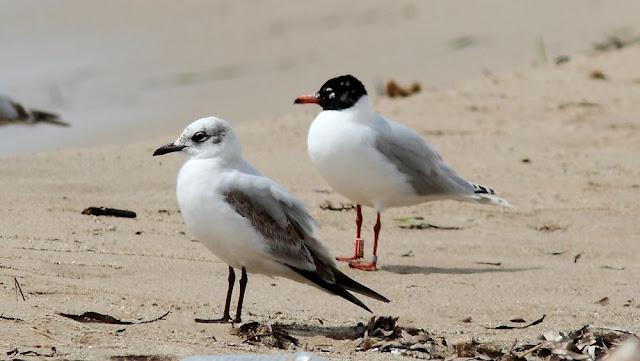 GAVIOTAS CABECINEGRAS-MEDITERRANEAN GULL