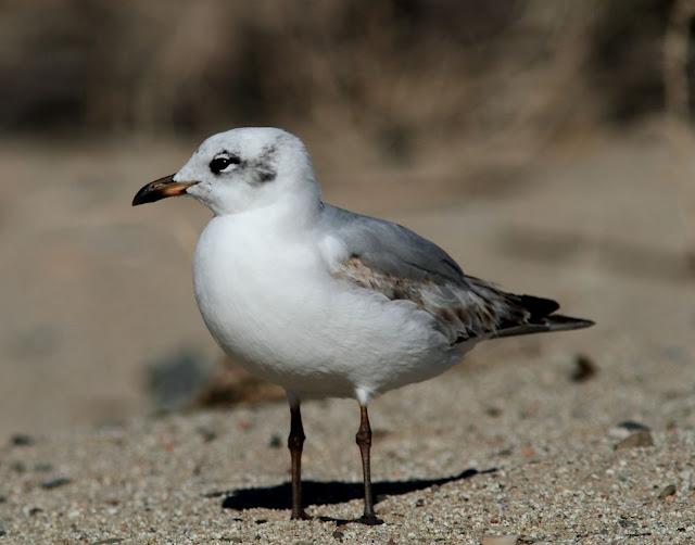 GAVIOTAS CABECINEGRAS-MEDITERRANEAN GULL